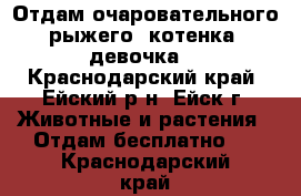 Отдам очаровательного рыжего  котенка (девочка) - Краснодарский край, Ейский р-н, Ейск г. Животные и растения » Отдам бесплатно   . Краснодарский край